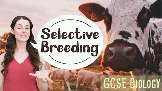 SELECTIVE BREEDING GCSE Biology 91  Combined Science Revision amp Qs [upl. by Adiela412]