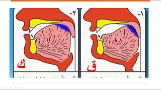 Learn Arabic  Lesson 3 The articulation points Makhraj of the letters ع غ ف and ق [upl. by Yrellam]