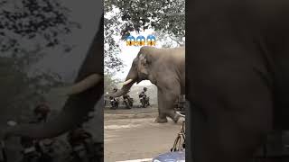 Elephant attract in neplal 🇳🇵🇳🇵viralvideoviralshortsshorts [upl. by Corrina]