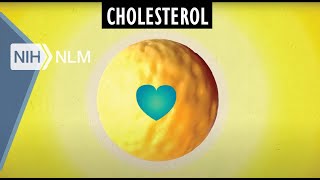 Cholesterol internalization by LDL receptor [upl. by Atcliffe]