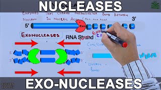 Nucleases  Exonucleases and Endonucleases [upl. by Aikemet976]