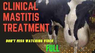 स्तनदाह वरील उपचार दगडी E  coli Mastitis treatment in marathi how to treat ecoli mastitis [upl. by Gromme]