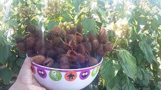 PÉ DE URUCUM CARREGADO 🌺🦋 😘  VAMOS PLANTAR 🌱 [upl. by Stormie139]