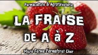 LA FRAISE DE A à Z PLANTER UNE FRAISERAIE AU JARDIN POTAGER BIO EN PERMACULTURE TUTO amp TRUCS [upl. by Kaleb]