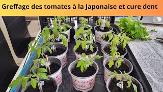 Greffage des tomates à la Japonaise et cure dent [upl. by Hodgson]