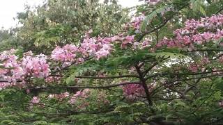 Cassia javanica  Java Cassia  Pink Shower  Apple Blossom Tree  Rainbow Shower Tree tree pink [upl. by Allyce]