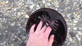 Are horseshoe crabs dangerous [upl. by Kimitri]