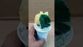 Variegated myriostigma1250 pamph Same plant will be dispech bare rooted within a week mob 9825113087 [upl. by Adnohsat]