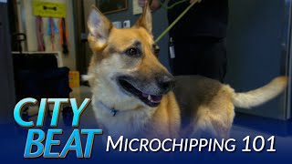 Aug 1st  New Microchipping Ordinance In Effect [upl. by Enyrehtak]