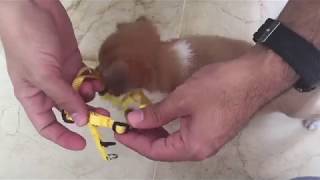 How to put a harness on a puppy [upl. by Stepha]