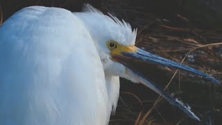 Snowy egret call sound flying fishing  Bird [upl. by Elyod181]