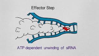 Gene Silencing Basics and Mechanism [upl. by Norad]