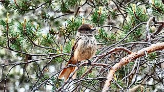 Unglückshäher Perisoreus infaustus Siberian Jay Kuukkeli [upl. by Ehtyde]