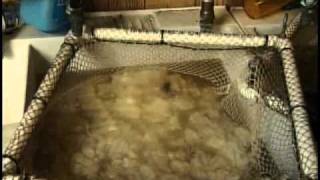 Wool Processing in a Fiber Mill Part 1 of 3 [upl. by Onafets793]