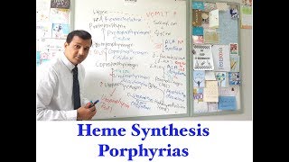 Heme synthesis and Porphyria [upl. by Aihseya816]