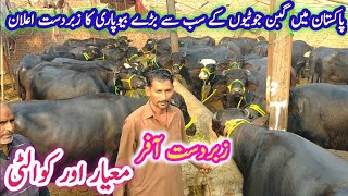 Pure نیلی راوی Gabban Jhotian  Riaz Cattle Farm OUTSIDE Mall Aa Gaya  Dairy Farming in Punjab [upl. by Saidnac]