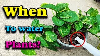 watering plants time  When is the best time to water house plants [upl. by Christiansen]