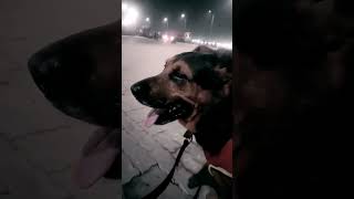 newsong song dog doglover gabbar [upl. by Barret]