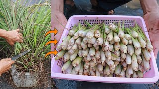 Tips for growing lemongrass at home to make spices are extremely convenient [upl. by Lamb]