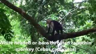 White headed or bare throated capuchin monkey Cebus capucinus [upl. by Yeo]