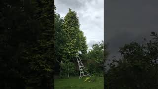 Working on conifers in Allerton Liverpool L18 [upl. by Adgam]