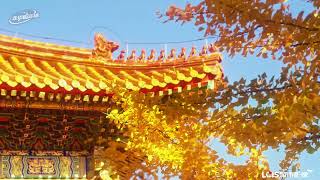 At the end of September we announce the autumn season in Harbin [upl. by Kersten]