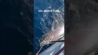 BIGEYE TUNA BOATSIDE fishing fish ocean shorts tuna [upl. by Atiroc]