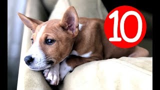 Top 10 Non Shedding Dog Breeds  Hypoallergic Dogs [upl. by Bricker]