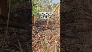 SINGKONG KASESA shorts subscribe fypシ゚viral [upl. by Nuhsed]