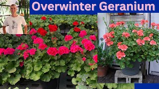 Overwintering GERANIUM How to Store your Geranium through the Winter [upl. by Arytas]