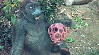 Like Kintaro shows off his ball to the nursery school children  Gorilla  Kyoto Zoo [upl. by Niki]