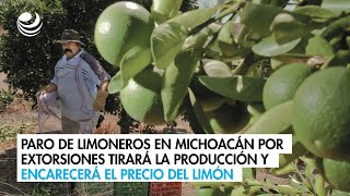 Paro de limoneros en Michoacán por extorsiones tirará la producción y encarecerá el precio del limón [upl. by Akkim]