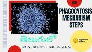 Phagocytosis  Steps  Mechanism  Full Explanation in Telugu [upl. by Leiso]