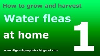 How to grow water fleas daphnia 1 [upl. by Nylaras933]