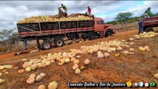 Abóboras Maranhão Foi a Roça Toda [upl. by Alyakam]