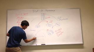 TGFB Signaling Pathway [upl. by Norabal96]