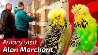 EXHIBITION BUDGERIGAR BREEDER Alan Marchant United Kingdom Budgie Planet MUHABBET perruche peri [upl. by Zima]