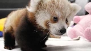 Twin Red Panda Cubs at Lincoln Childrens Zoo [upl. by Abih]