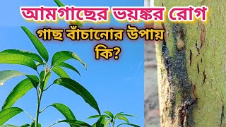 আঠা ঝরা রোগের সহজ সমাধান Gummosis on mango trunk eazy solution [upl. by Nytsyrk]