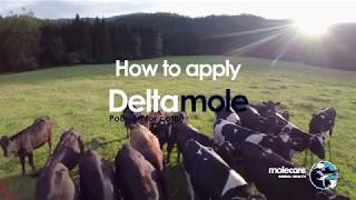 How To Apply Deltamole  Fly control Pour On For Cattle from Molecare [upl. by Pilloff668]