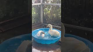 Duckies swimming ducks petduck beatles beautifulboy ducklife swimmingduck [upl. by Yarw969]