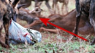 Wild dogs eat young wildebeest  Zimanga Game Reserve South Africa  Extreme nature [upl. by Eelana752]