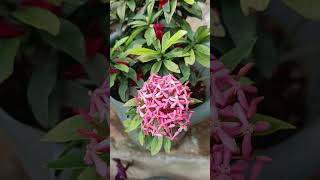 Ixora Flower plant gardenplants flowerplant youtubeshorts 🌸💗 [upl. by Hiram]