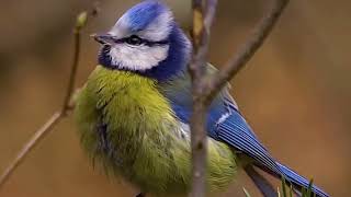 Blue tit sound [upl. by Yeleen]