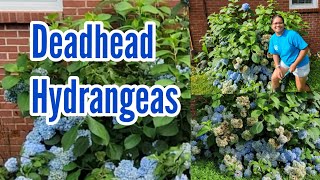 How to Deadhead Hydrangeas  Easy Way to Deadhead Hydrangea in My Roadside Homestead [upl. by Efar537]