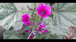 Winter Flower  French Mallow Malva  Sylvestris  Tips To Grow Hollyhocks From Seeds In Pot [upl. by Boehike]