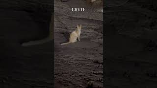 Cats of Lentas Crete Greece travel vlog greece summer crete summer2024 [upl. by Cecilio]