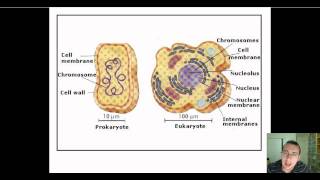 Prokaryotic vs Eukaryotic DNA Replication [upl. by Nelram]