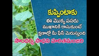 Kuppintaku uses in telugu  kuppintaku plant  Acalypha indica uses in telugu  కుప్పింటాకు [upl. by Pelmas]