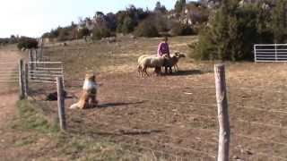 Garry rough collie herding 4 [upl. by Aivull930]